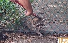 raccoon lkwd tls