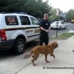 k9_dog_in_lakewood_search