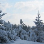 snow_trees_tls