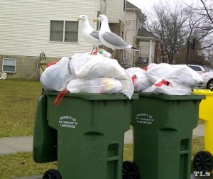 trash pile