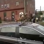 vulture on car