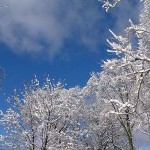 winter-sky-through-snowing-trees-10740