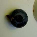 worm in blueberry